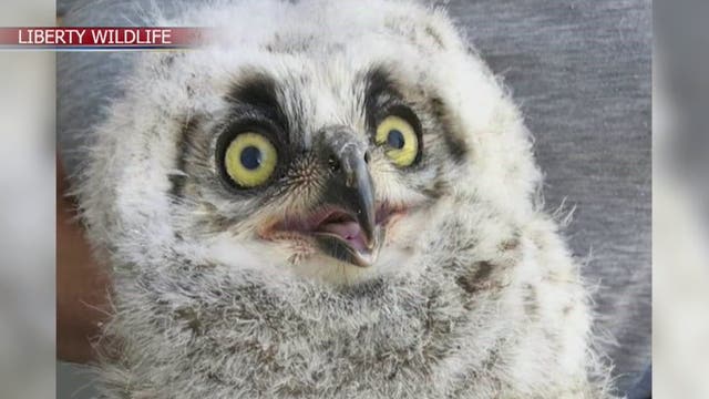 Orphaned owl released into the wild near South Mountain after being cared for by Liberty Wildlife