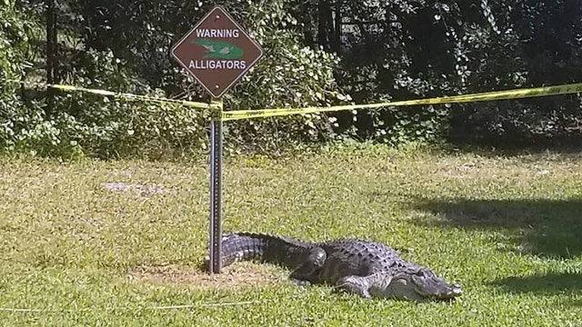 Large gator captured next to alligator warning sign at Tampa park