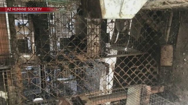 Arizona Humane Society rescues 166 rabbits living in 'horrific conditions' at Gilbert home