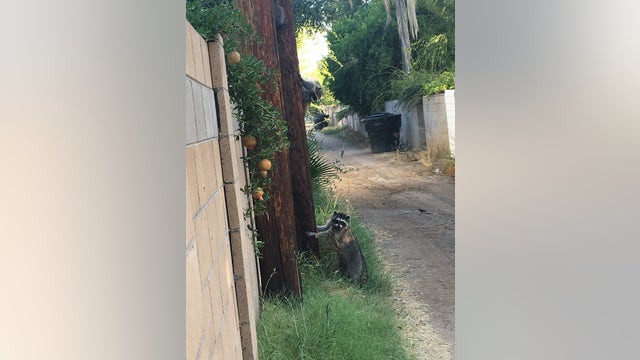 Some Phoenix residents seeing an uptick in raccoons in their neighborhoods