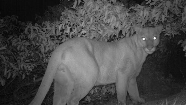 Surveillance video shows mountain lion P-61 being chased moments before his death