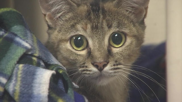 Euthanasia rates plummet at Valley animal shelters; decline attributed to many reasons