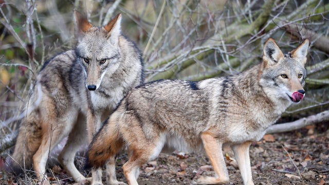 Arizona bans hunting contests for killing wildlife predators