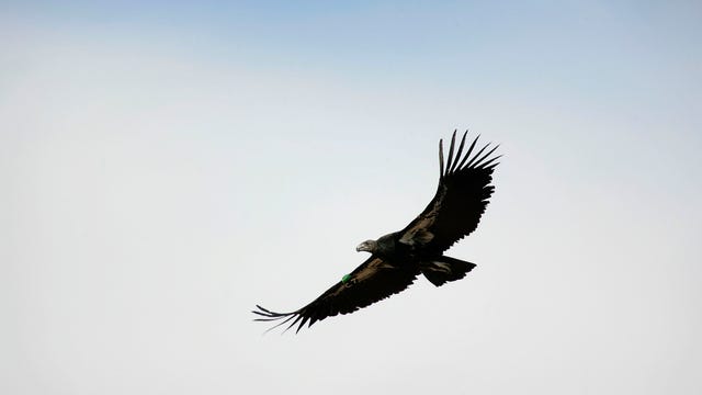 Arizona hunters urged to use non-lead ammo to guard condors