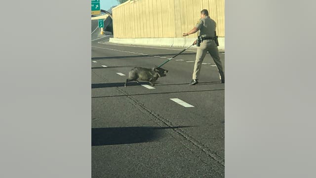 Javelina captured on State Route 51 during evening commute Monday
