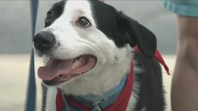 Arizona Humane Society holding adoption fairs across the Valley