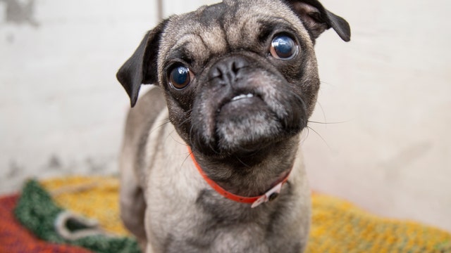 AHS: Abused pug found along Camelback