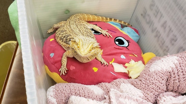 Florida school finds stowaway in student's backpack: a bearded dragon
