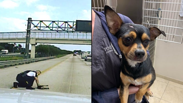 Florida officer dashes onto busy interstate to save dog that was hit by car