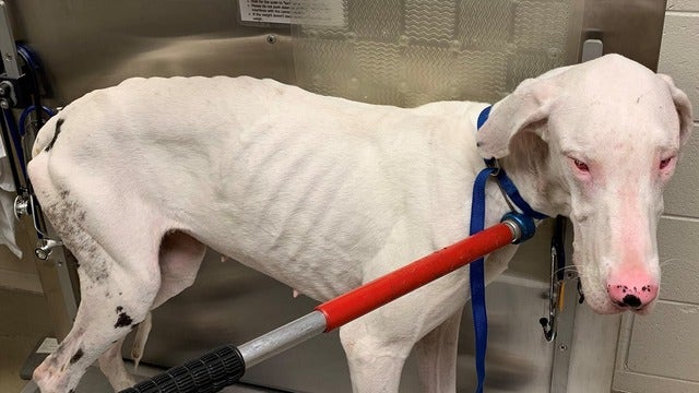 32 starving Great Danes, some 'near death,' rescued from Virginia home