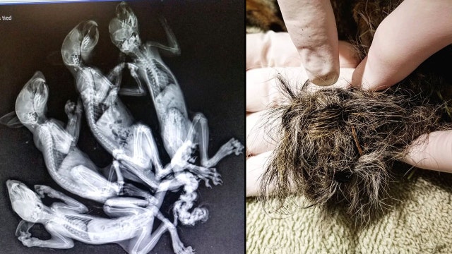 Animal hospital treats 4 baby squirrels bound by their tails