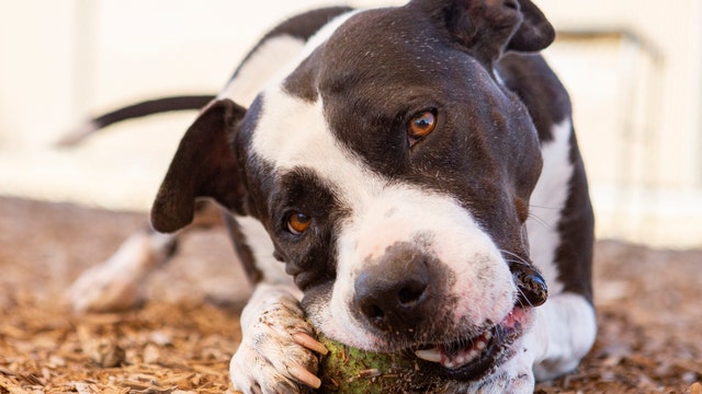 Dog in need of a home after being rescued from abuse, battling Valley Fever