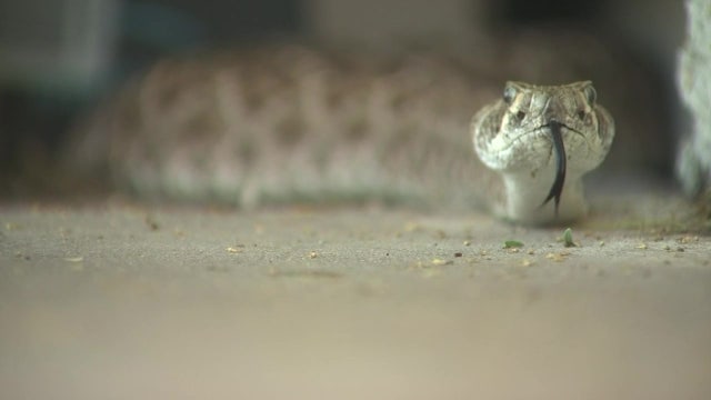 Warm Valley temperatures bring rattlesnakes back out