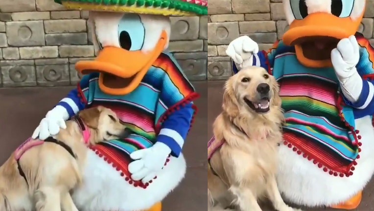 Service dog cuddles with Donald Duck in 