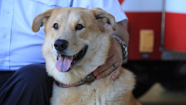 Clearwater firefighters mourn loss of arson dog Quincy