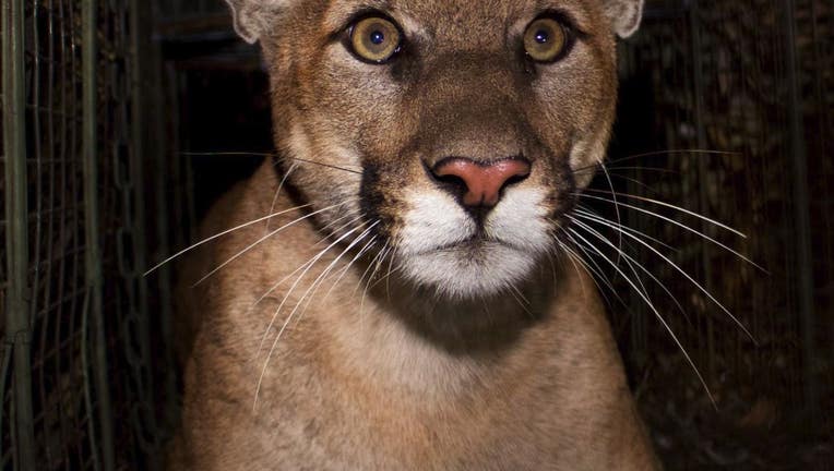 p61-lion.jpg