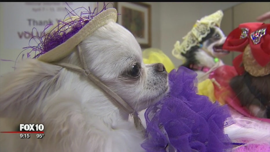 Chihuahuas working as therapy dogs to help patients at Valley hospital