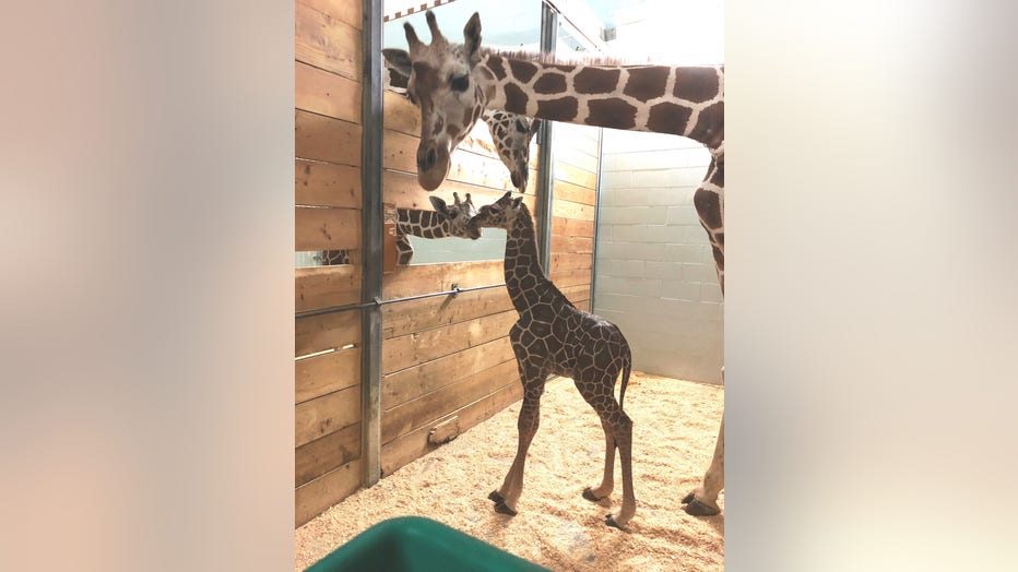 baby-giraffe-como-zoo_3.jpg