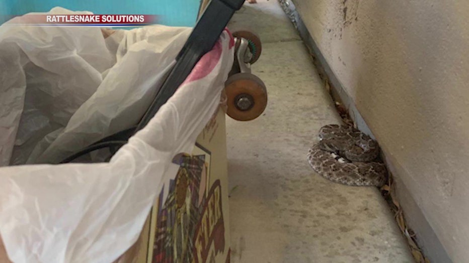 Calls for caution as snakes, other critters may be on the move ...