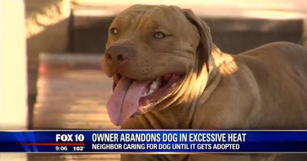 Abandoned dog finds forever home | FOX 10 Phoenix