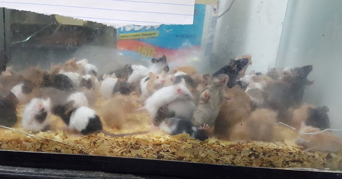 More than 1,000 animals seized from Cleburne pet store | FOX 10 Phoenix