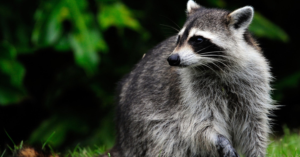 Suburb Racoons Police warn pet owners of 'zombie raccoons' in suburbs | FOX 10 Phoenix
