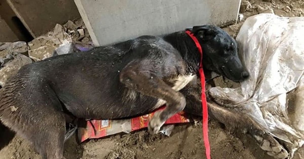 Dog undergoes emergency surgery after being found by Phoenix sanitation ...