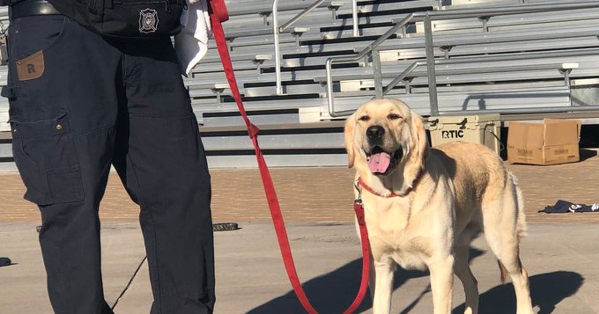 Sonny joins Phoenix Fire Department as arson dog | FOX 10 Phoenix