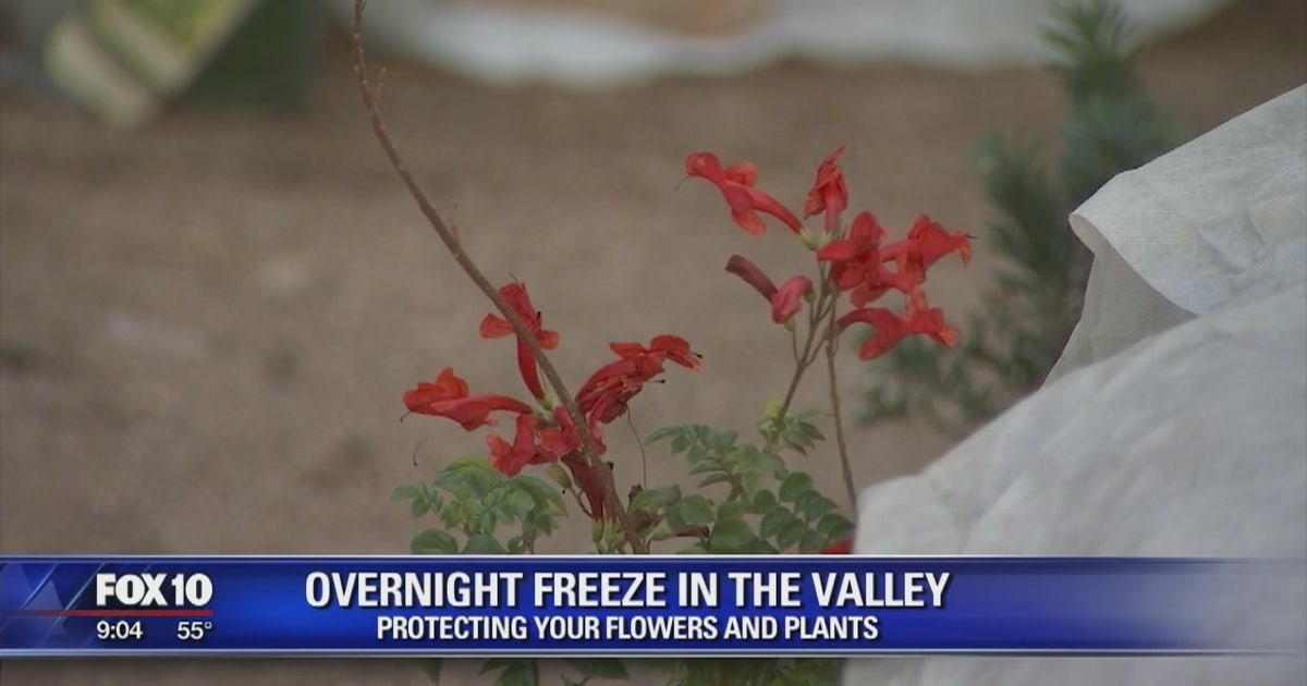 Overnight freeze in the Valley: How to protect your plants | FOX 10 Phoenix