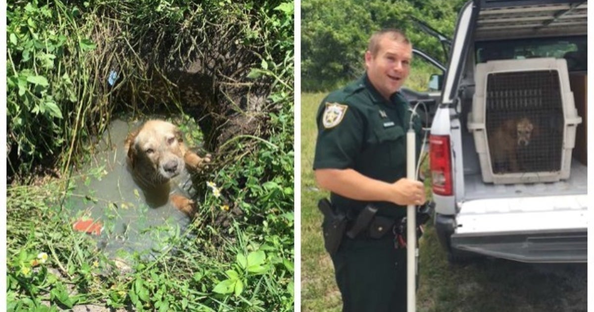 Officers rescue dog from septic drain | FOX 10 Phoenix