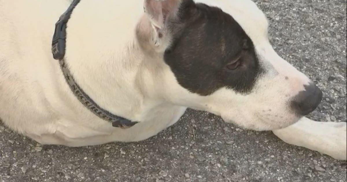 3-legged rescue dog saves owner from fire | FOX 10 Phoenix