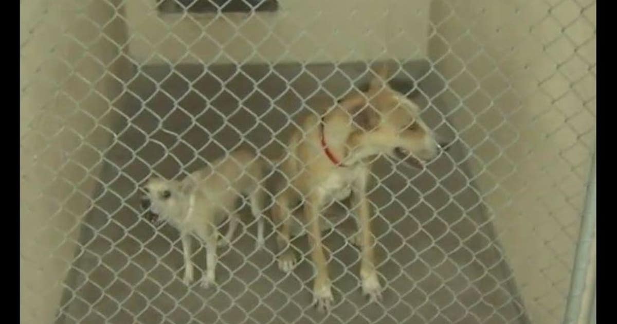 5th of July busy for animal control officers | FOX 10 Phoenix