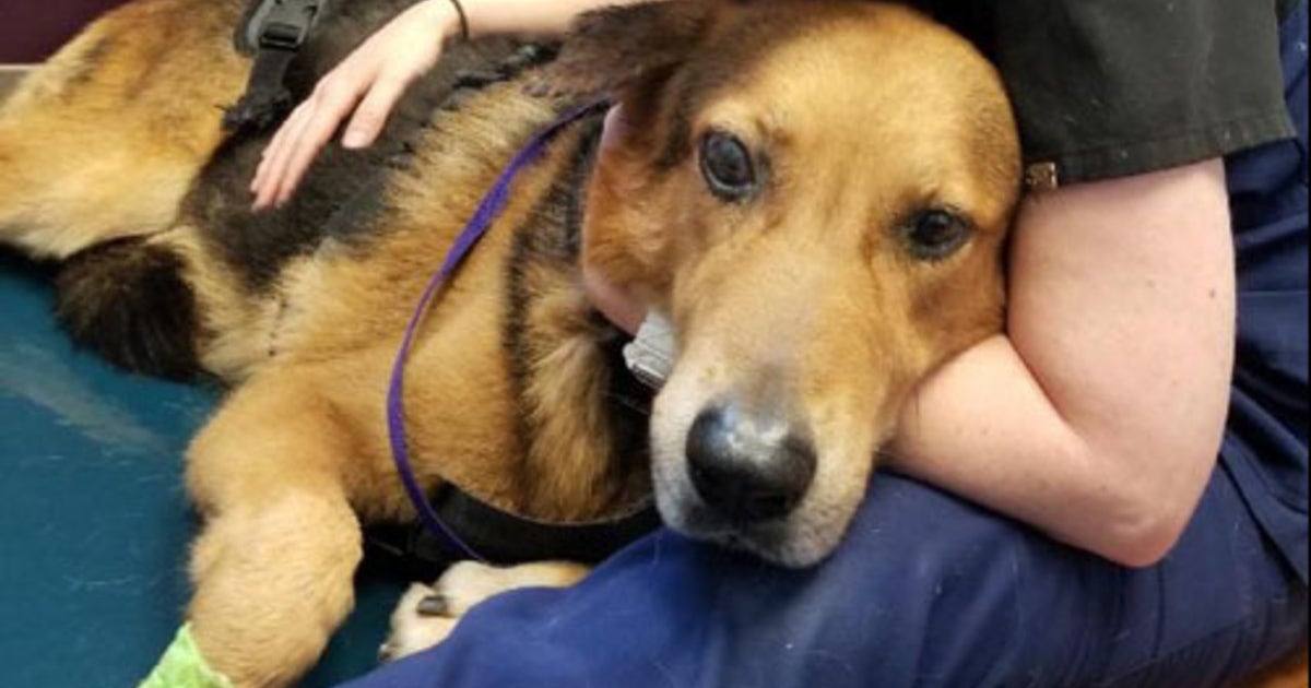 Dog left for dead on side of the road gets second chance at life | FOX ...