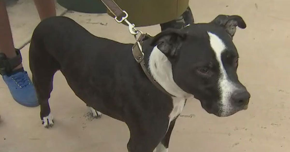 Teen jumps off school bus to save dog from Phoenix house fire | FOX 10 ...