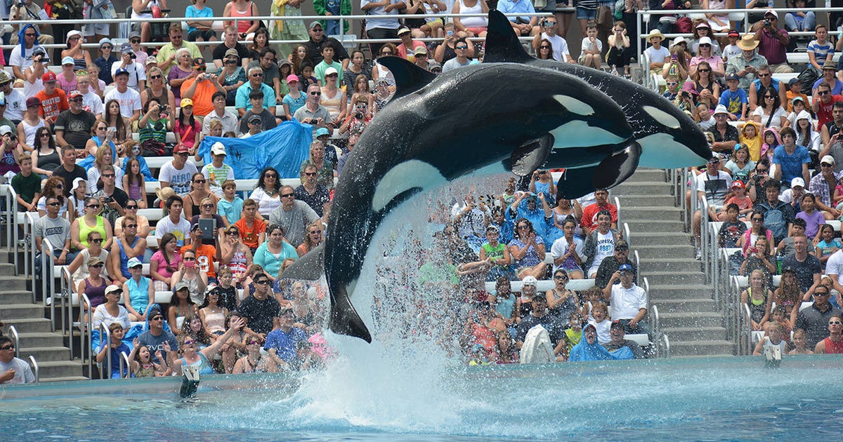 Seaworld Phoenix Rising Judge dismisses lawsuit brought by SeaWorld patrons | FOX 10 Phoenix