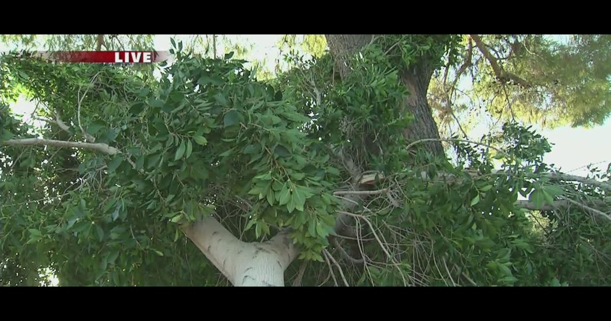 Monsoon 2015: Cleanup underway after valley storms | FOX 10 Phoenix