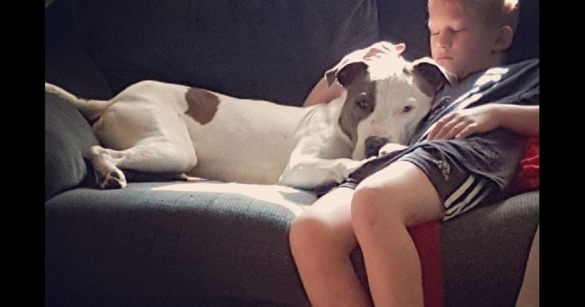 Boy, dog hit by car, killed in Westland | FOX 10 Phoenix