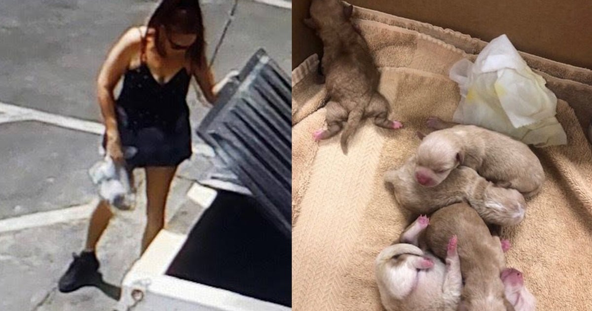 Woman arrested after 7 puppies dumped in plastic bag in California ...