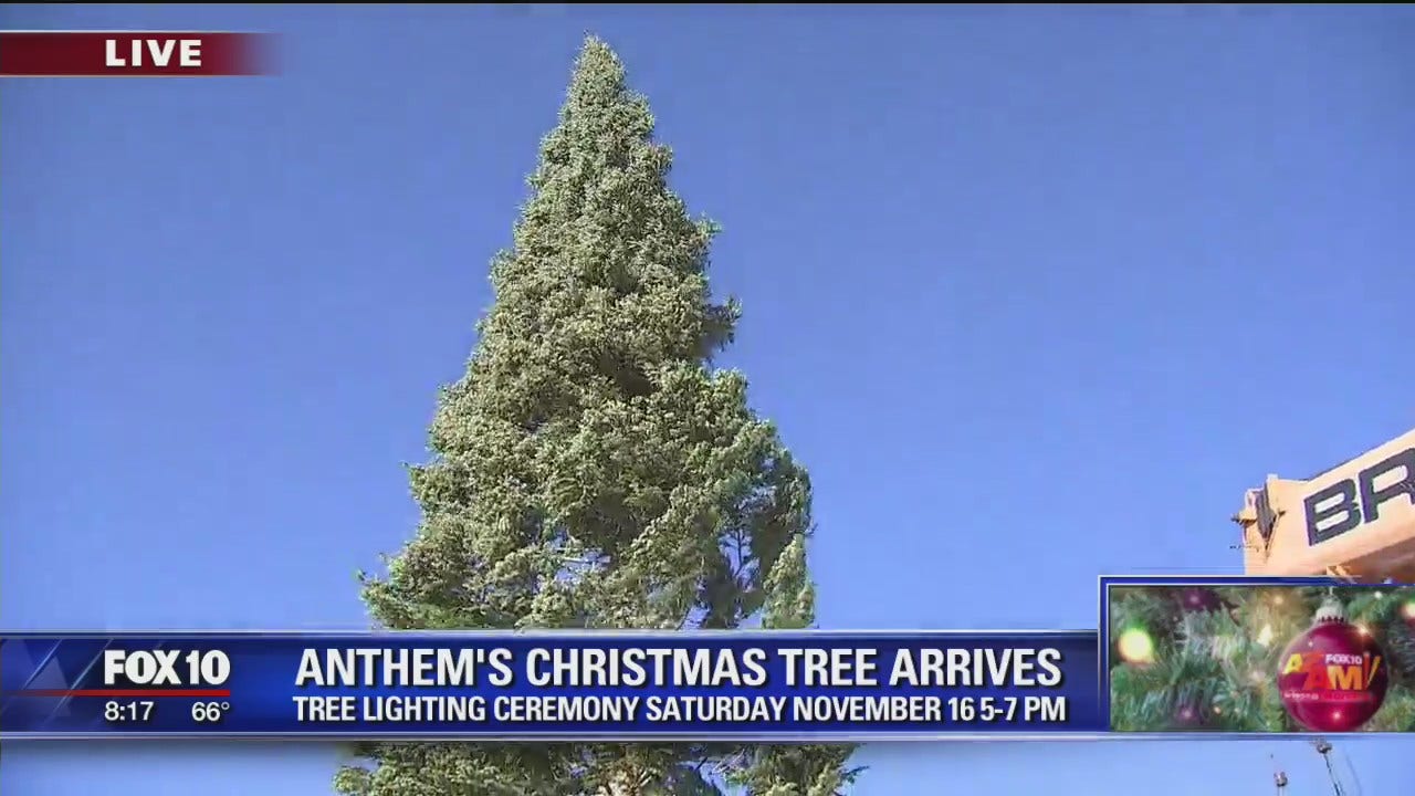 Arizona's largest Christmas tree goes up in Anthem