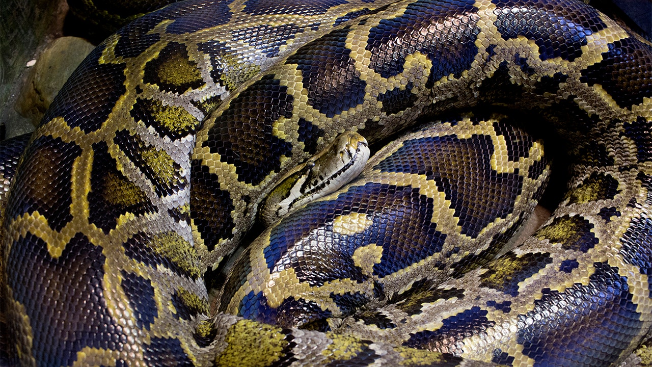 【IFSIXWASNINE】POISONOUS SNAKE Python LSC IFSIXWASNINE】POISONOUS SNAKE Python LSC IFSIXWASNINE