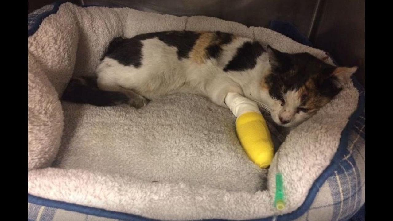 Cat Suffering From Burnt Paws Found In Rubble Reunited With Owner