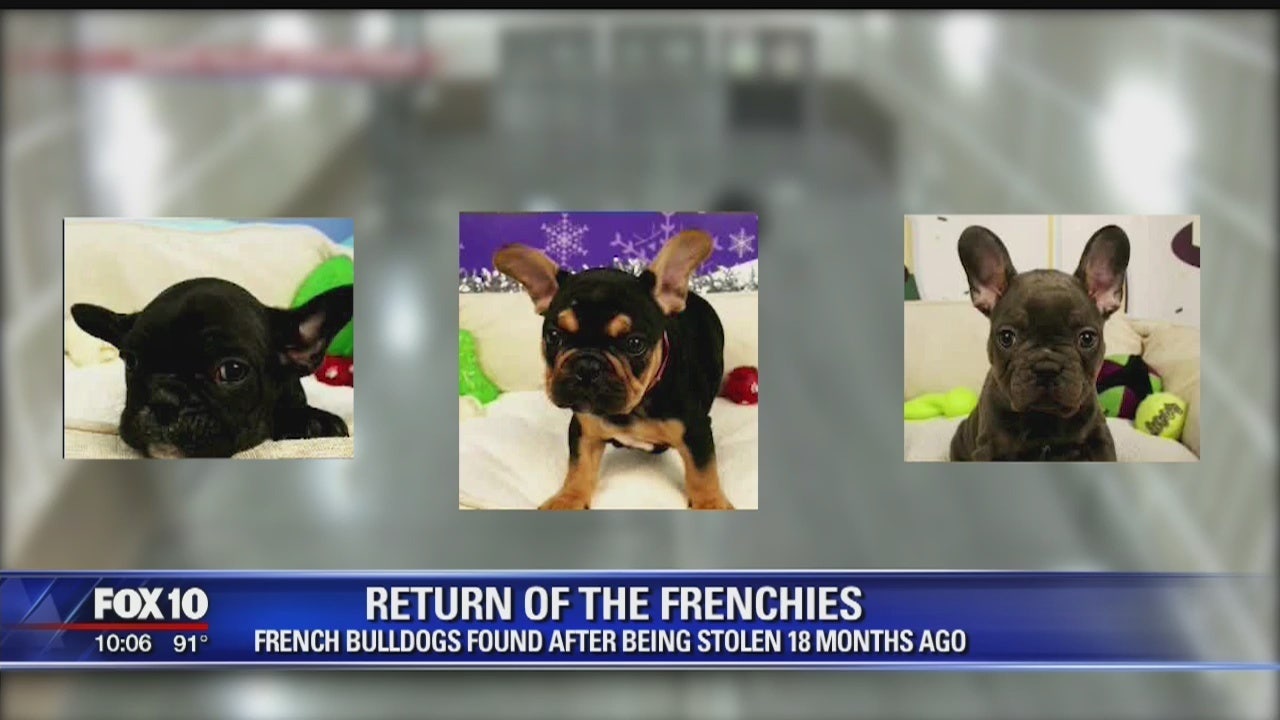 west valley frenchies