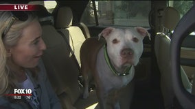 Uber becoming more pet-friendly