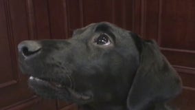 Service dog joins the Arizona Coyotes