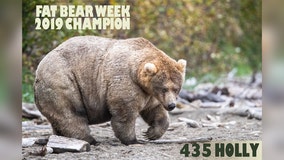 Meet the ‘Queen of Corpulence’: ‘Holly’ crowned 2019 ‘Fat Bear Week’ champion