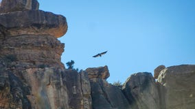 California condor chick is 5th found in Southwest in 2019