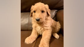 Surprise Police announce addition of adorable new therapy dog