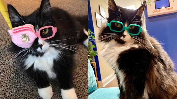 Truffles the cat helps kids get comfortable with wearing glasses, going to eye doctor