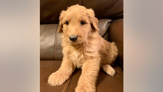 Surprise Police announce addition of adorable new therapy dog