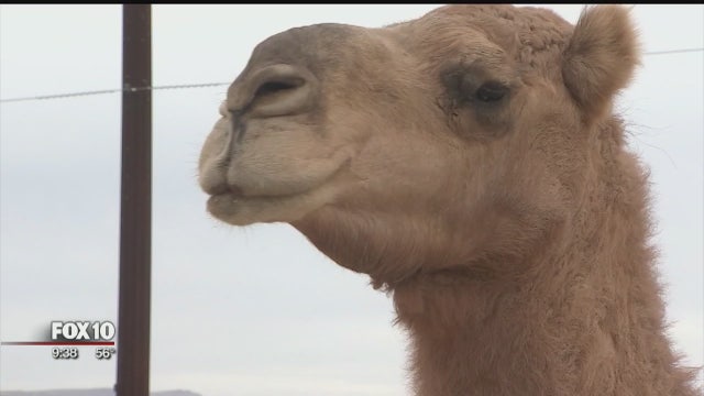 An unexpected sight in north Phoenix: 'Elvis' the camel on 7th Avenue